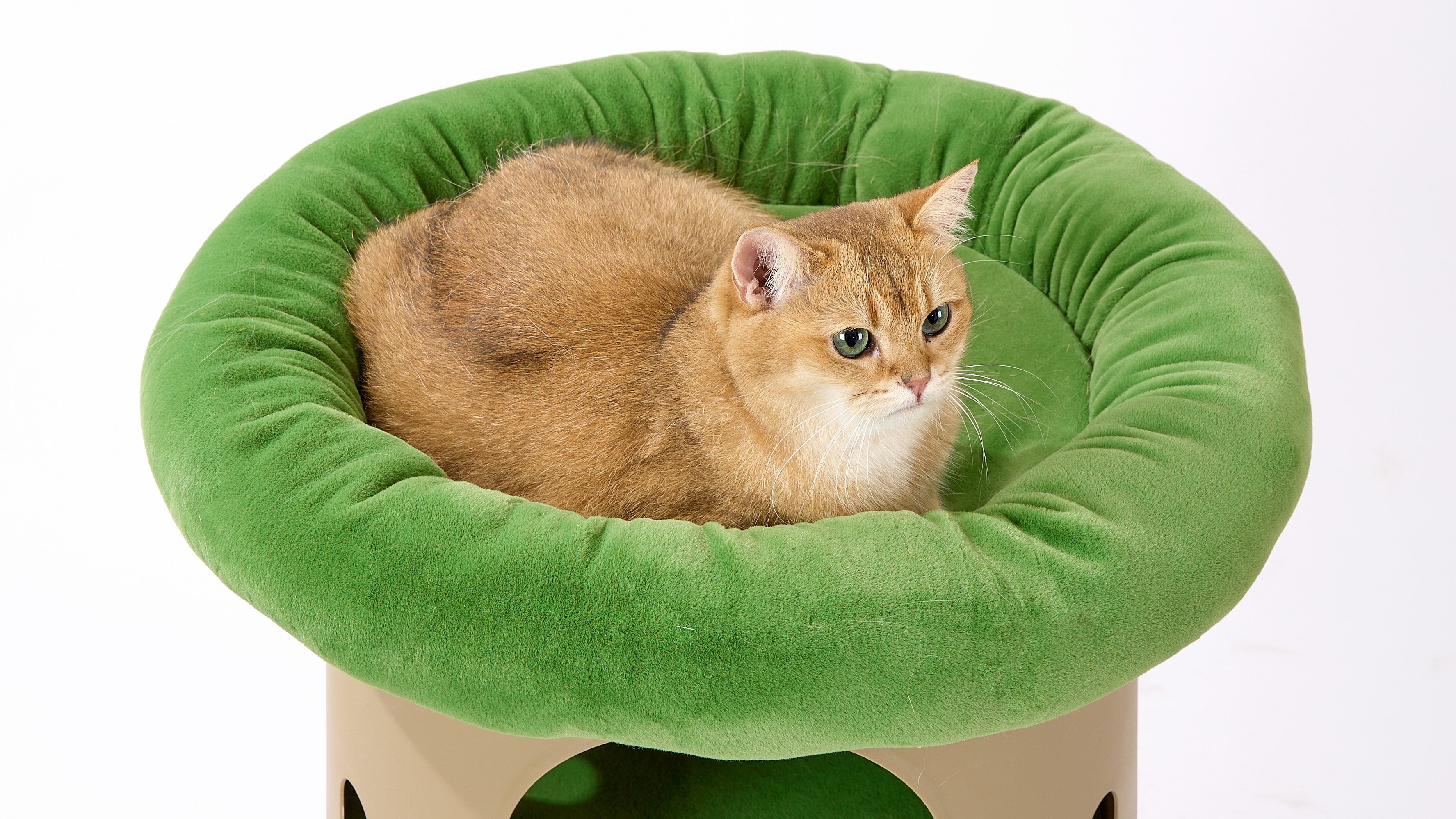 At Home Cats