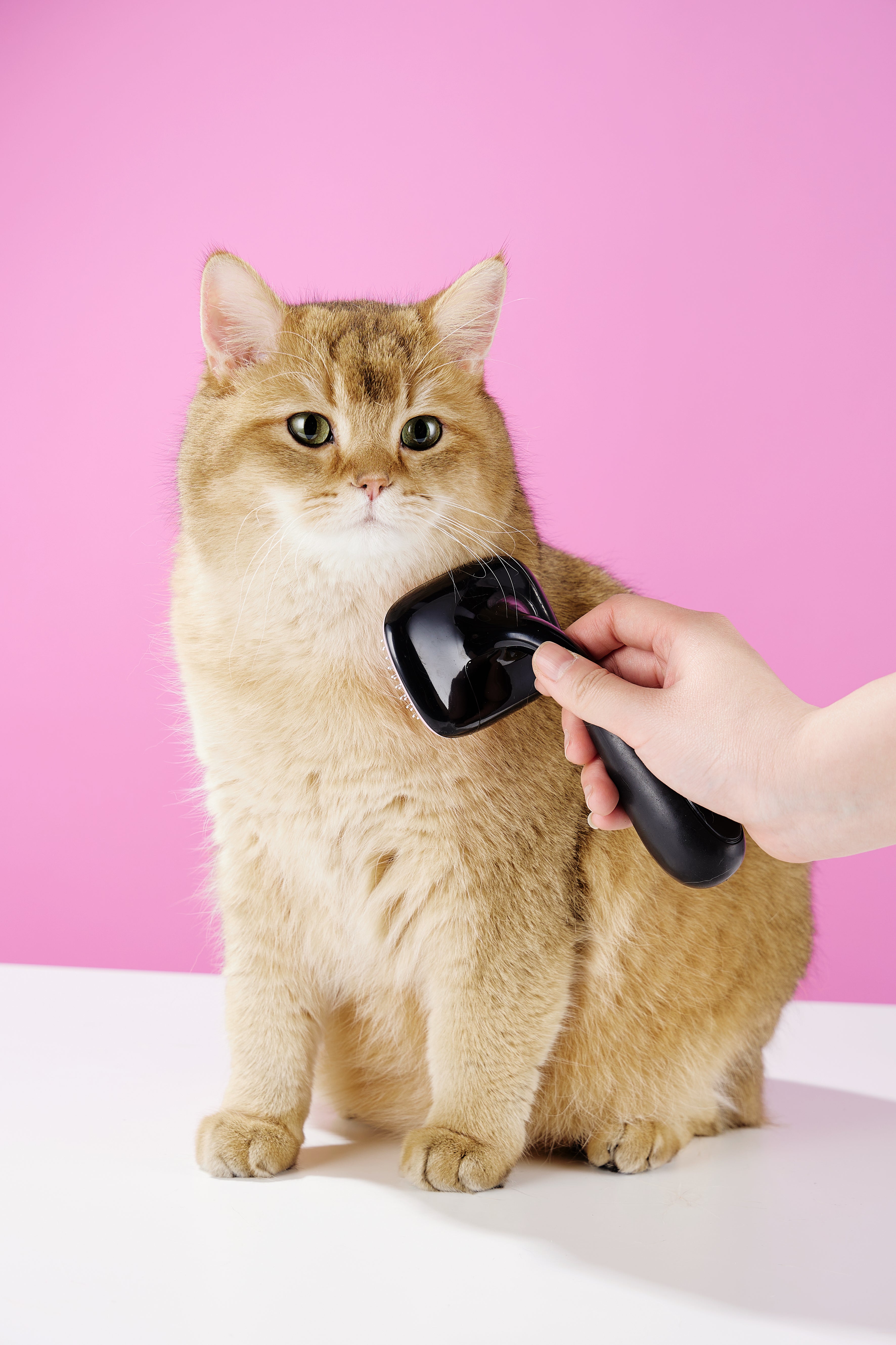 Pet Air Cushion Brush
