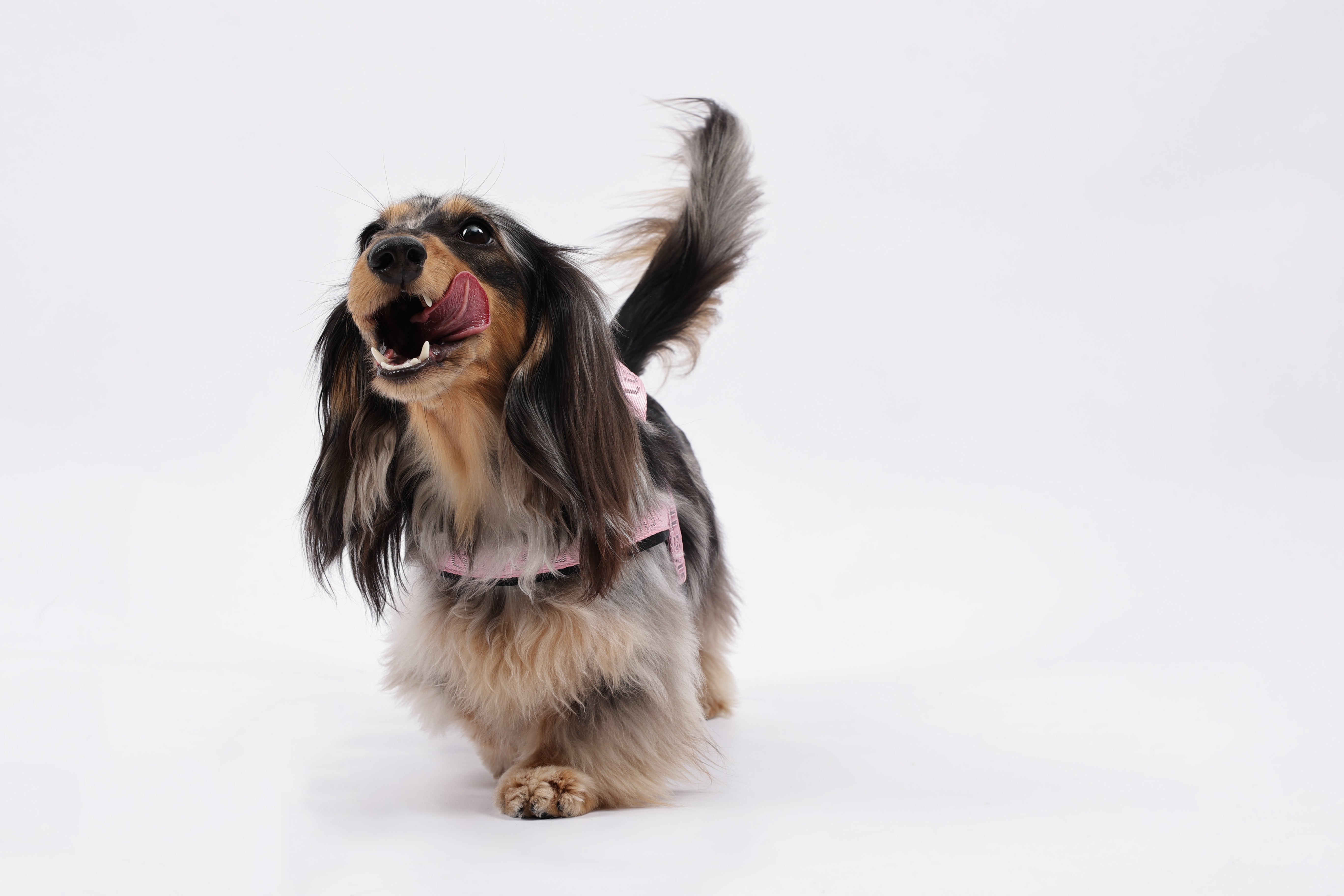 URBAN SPORT Dog saddle harness - Black pink