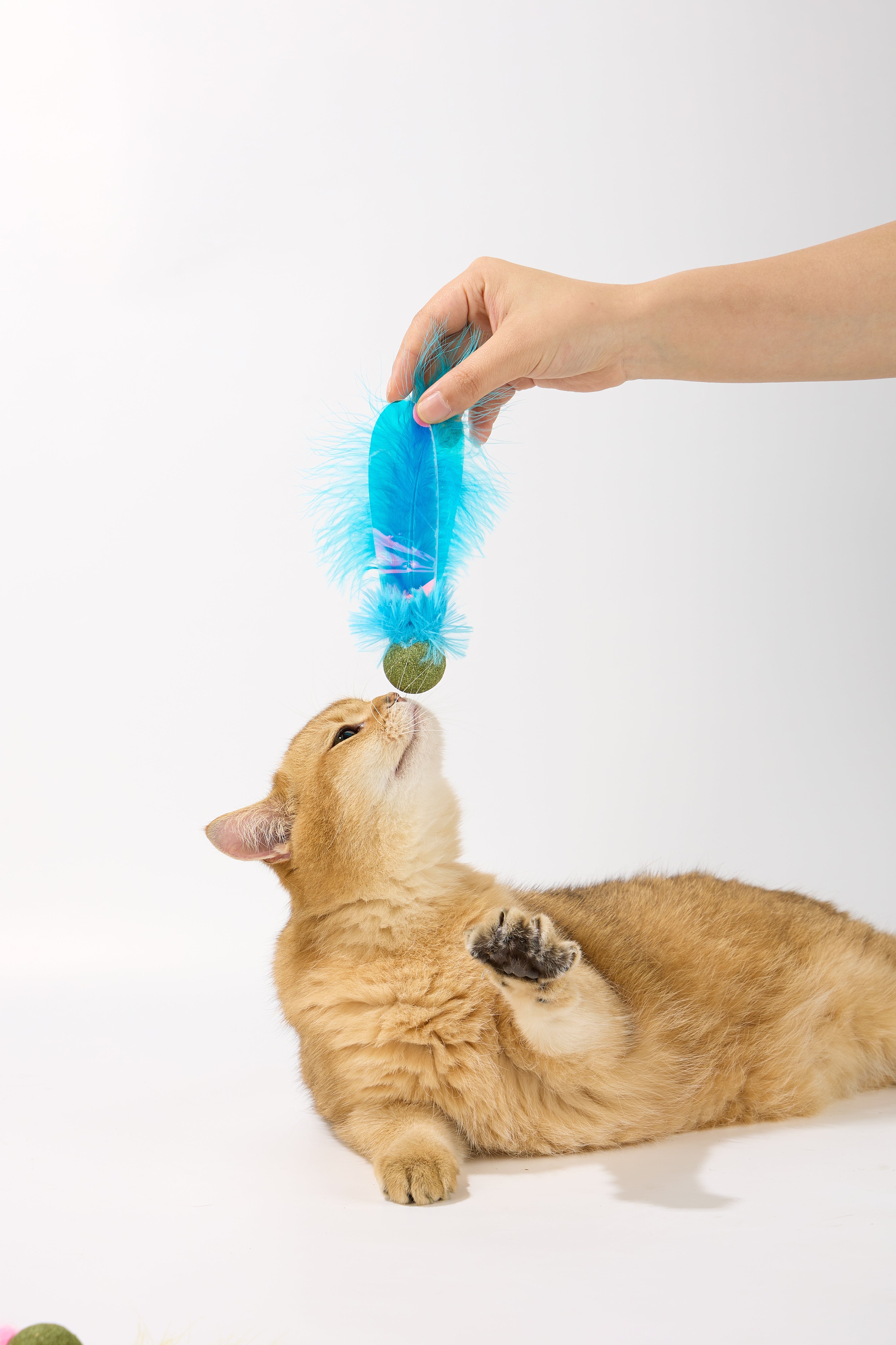Catnip Toy-Blue Dragonfly