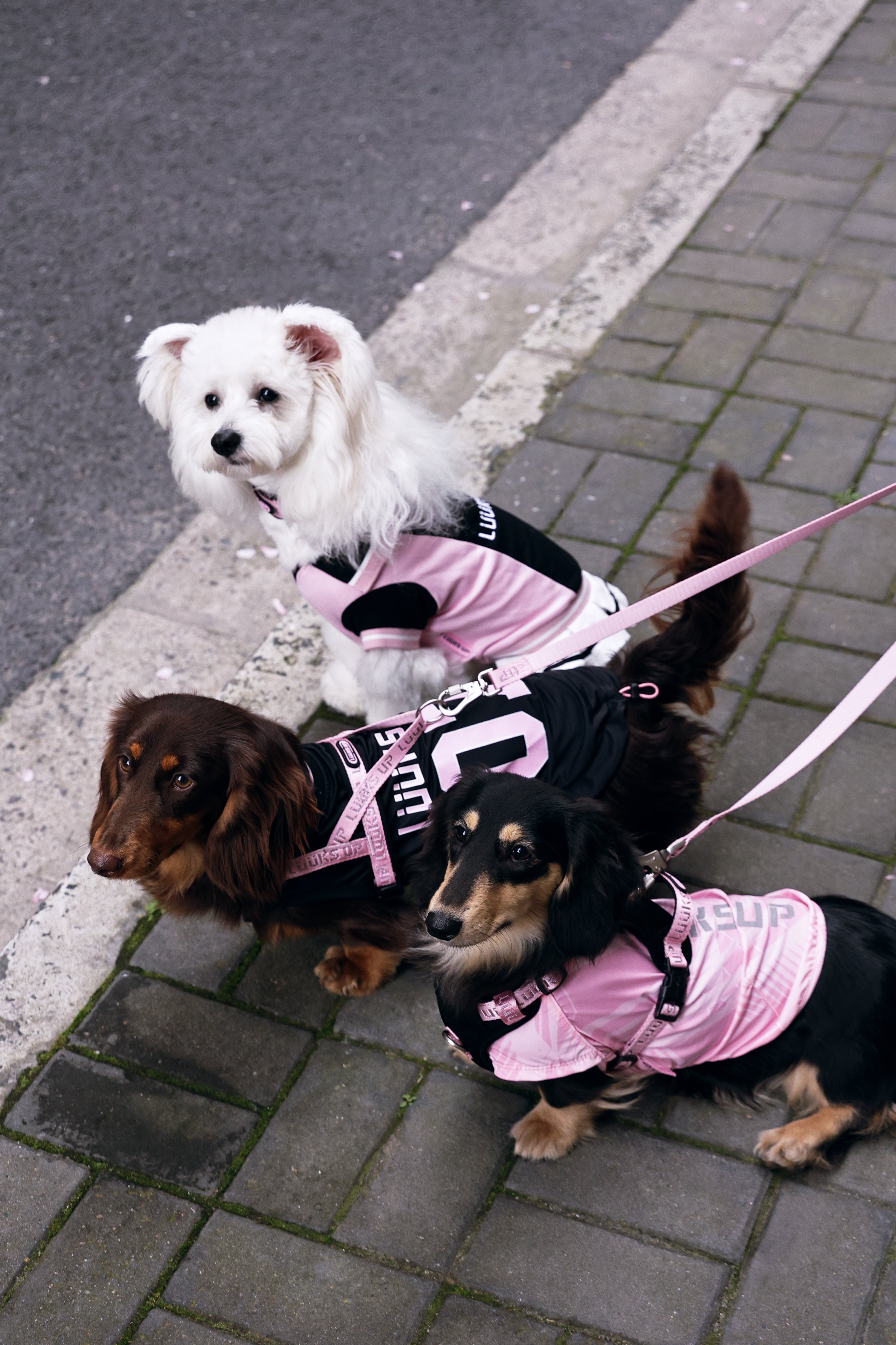 URBAN SPORT Dog collar&leash set - Black pink