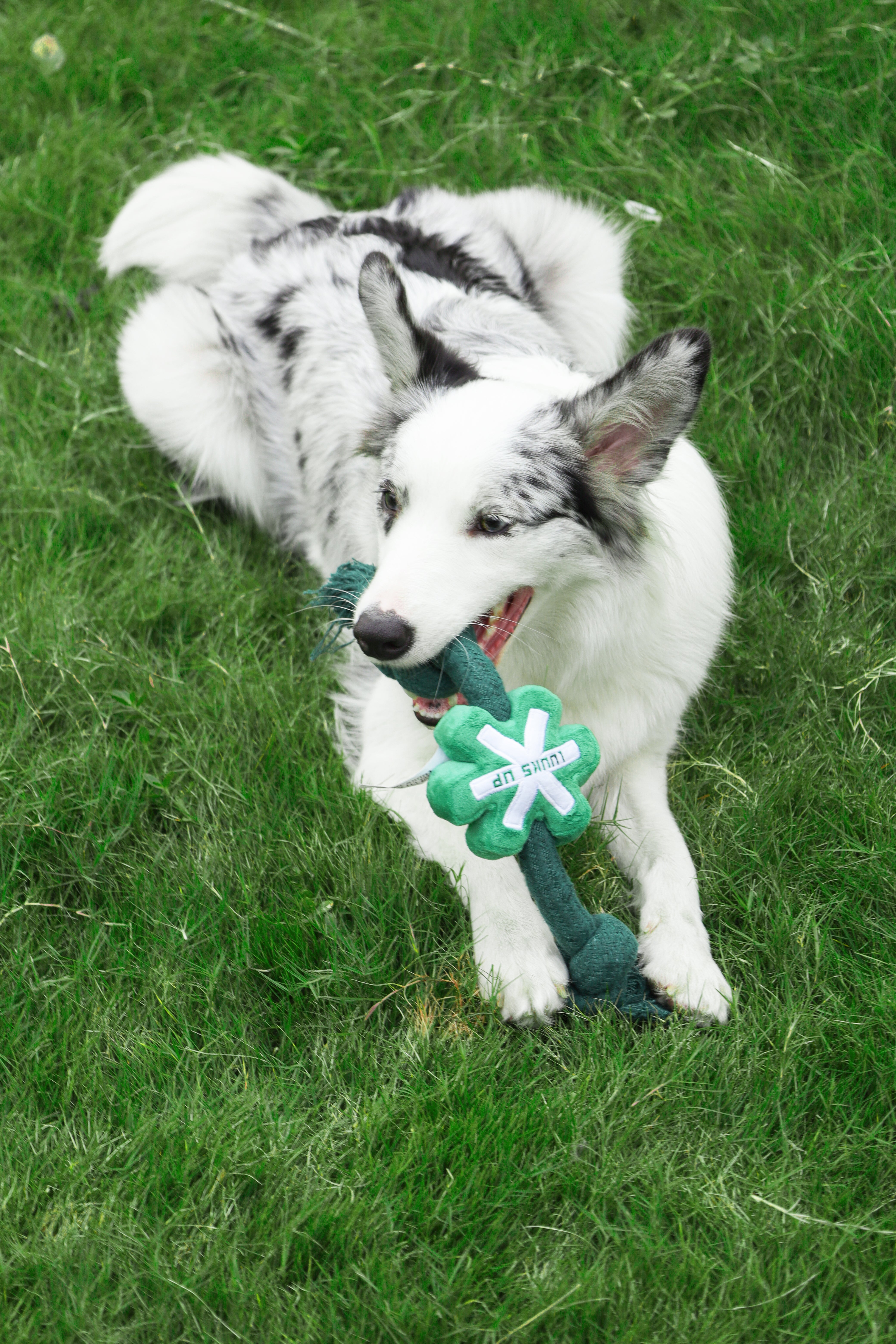Rope Toy - Green Snow