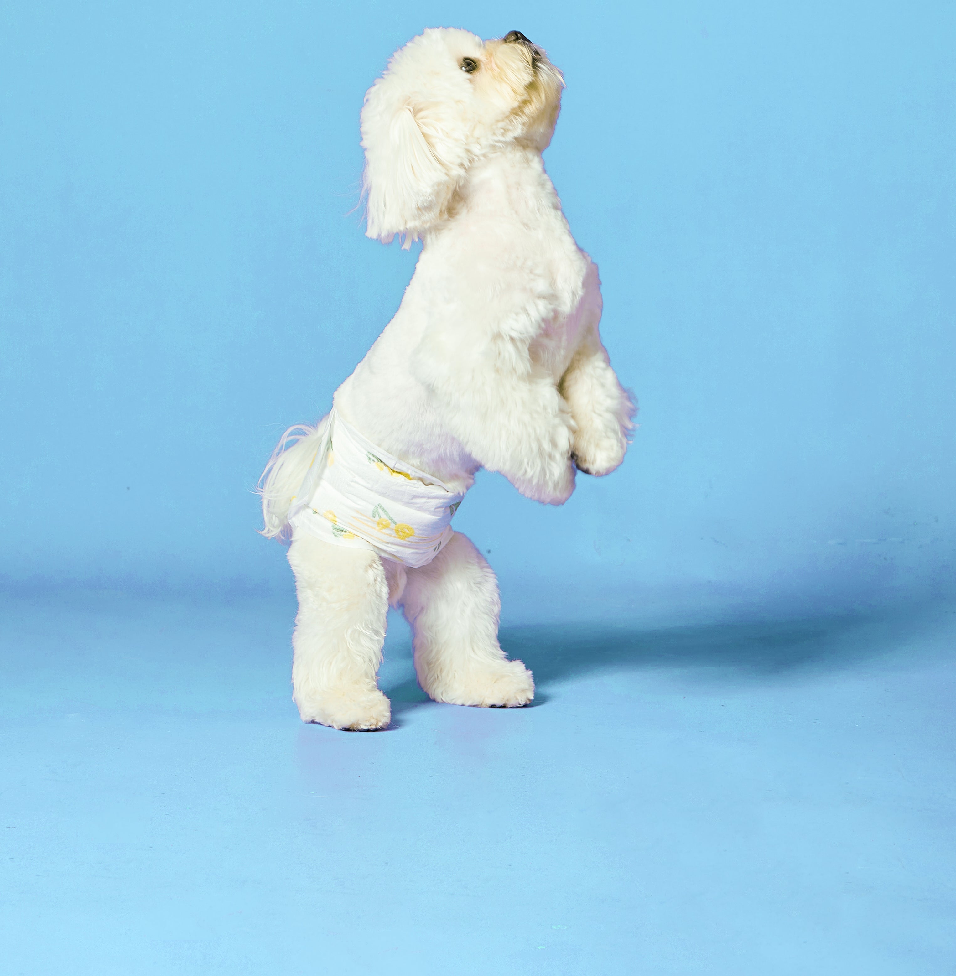 Pet Diaper Male Dog