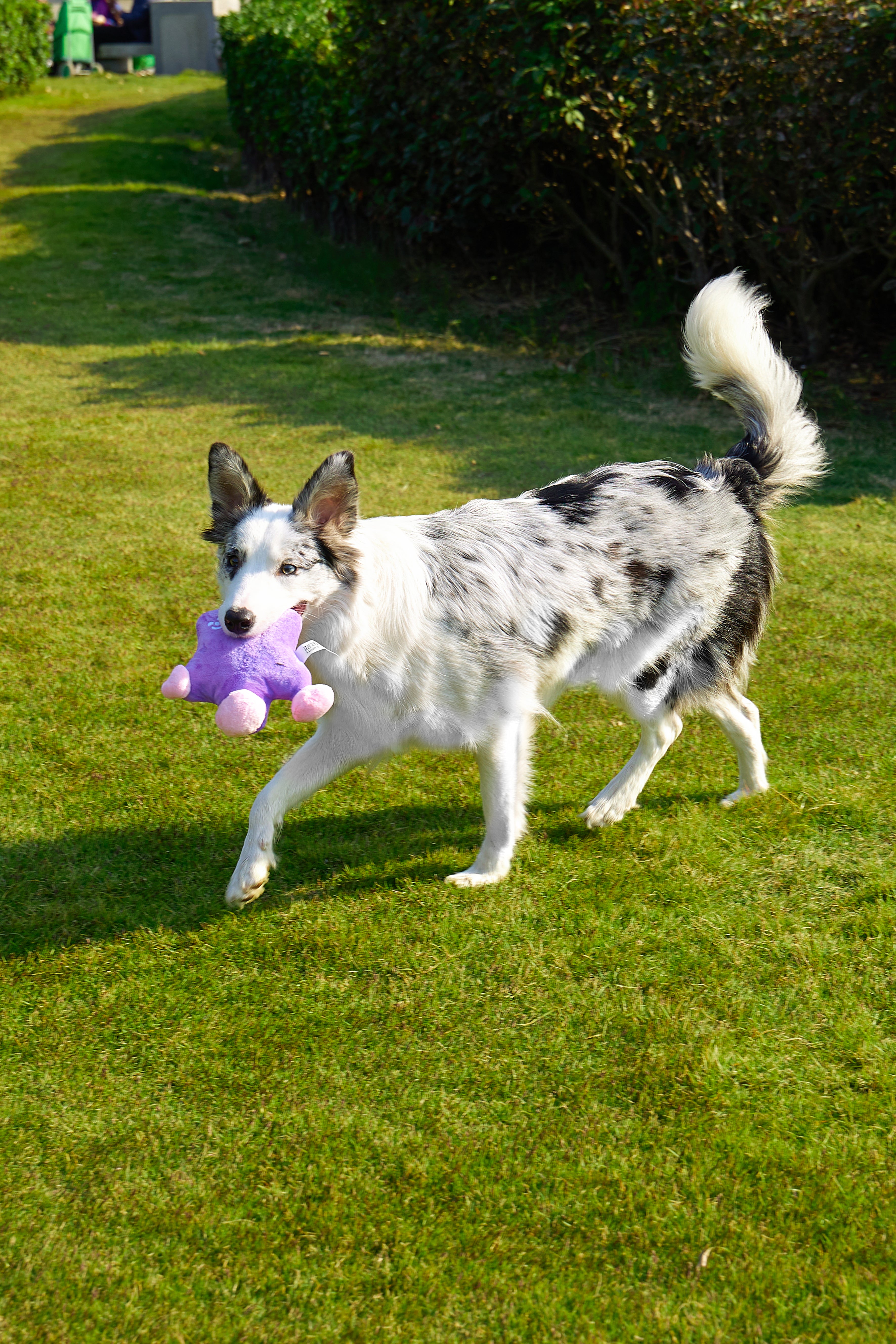 Weather Series Dog Plush Toy - Purple Star