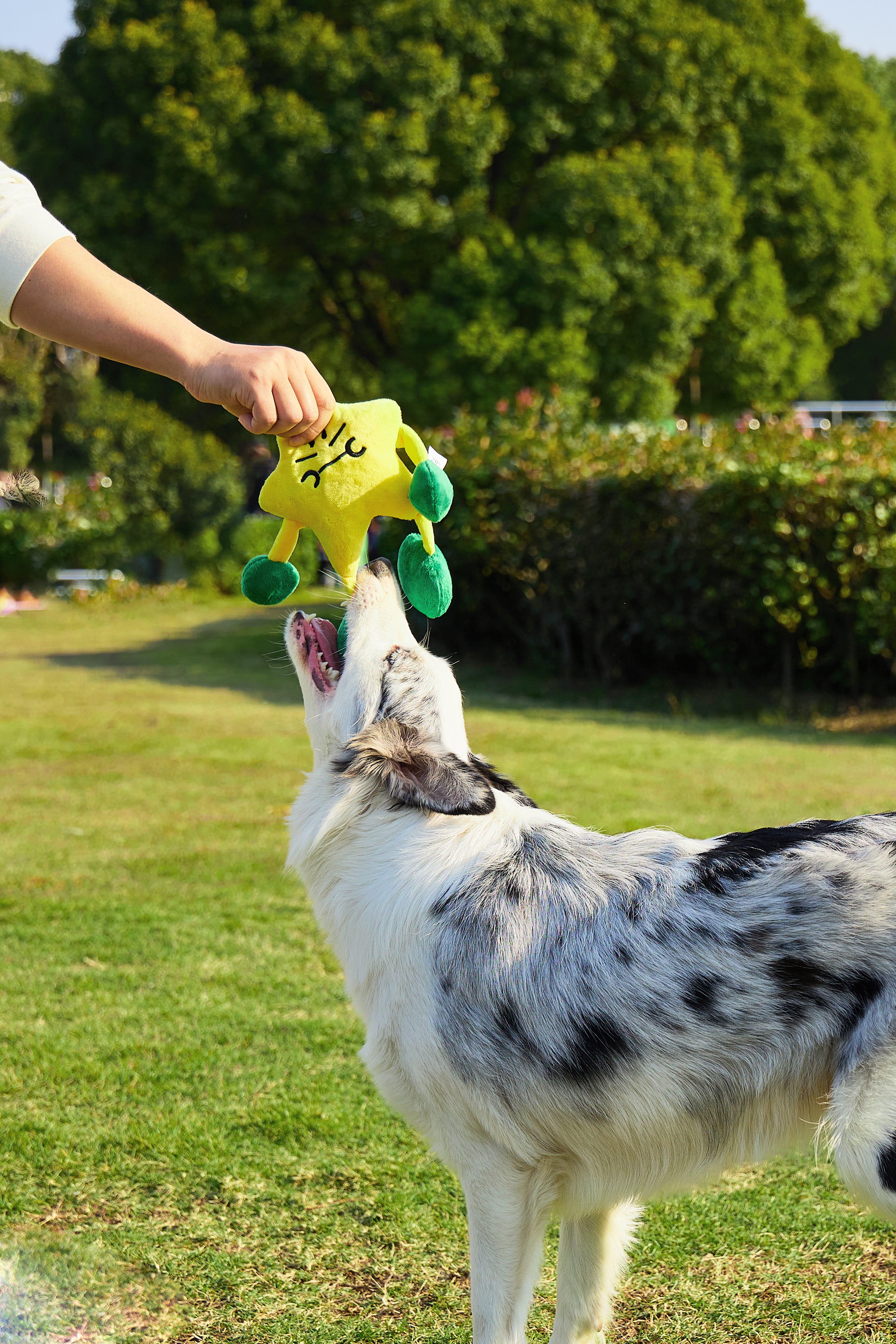 Weather Series Dog Plush Toy - Yellow Star